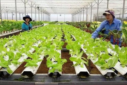 Nông nghiệp tuần hoàn: Hướng đi tất yếu để phát triển bền vững