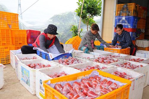 Mận vụ nghịch trúng giá, nhà vườn phấn khởi