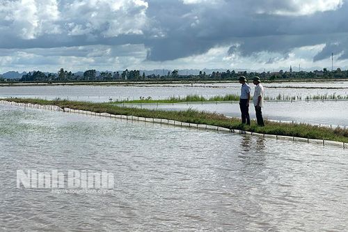 Yên Khánh: Tập trung chống úng bảo vệ lúa mùa