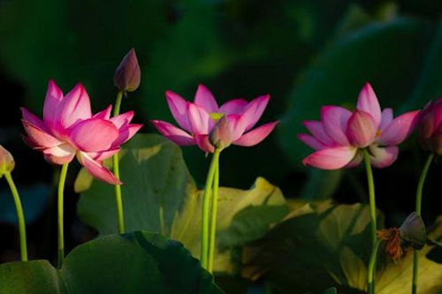 Tây phương thường tịnh