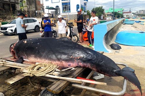 Cá voi hơn 300 kg bị thương nặng dạt bờ ở Bình Định