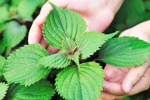 Lá tía tô có chữa được bệnh gout?