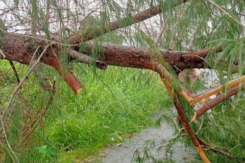 Bạc Liêu: Cây dương đổ đè người đàn ông bị thương nặng