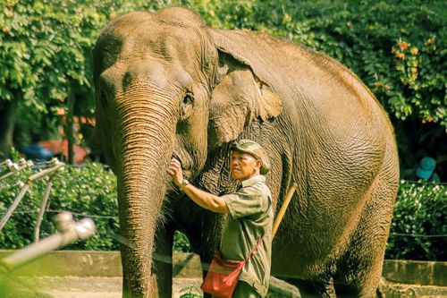 Lương nhân viên Thảo Cầm Viên tăng mạnh trở lại