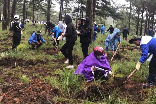 Hơn 500 đoàn viên thanh niên tham gia trồng cây phân tán