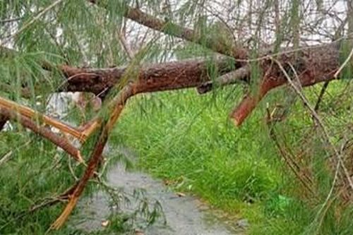 Bạc Liêu: Mưa dông gây đổ cây xanh, nhiều người đi đường bị thương