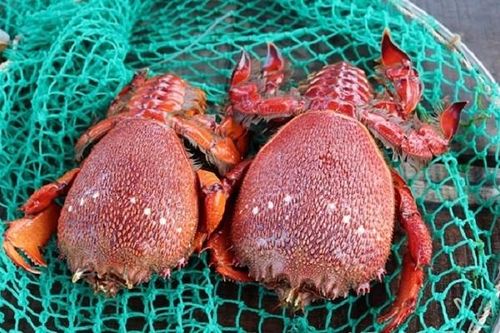 Tràn lan cua huỳnh đế mini siêu rẻ