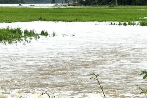 Mưa lớn gây ngập 50 ngôi nhà, hơn 300 ha lúa