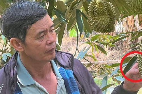 Anh nông dân nhẹ nhàng đút túi 8 tỷ đồng nhờ trồng cây 'ngả theo chiều gió'