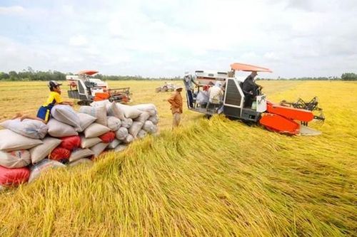 Giá nông sản 21/7: Gạo điều chỉnh tăng nhẹ, cà phê trong nước duy trì ổn định