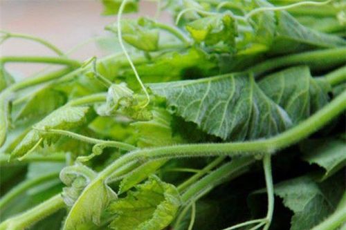 Bí đỏ chữa đau đầu, trị giun sán