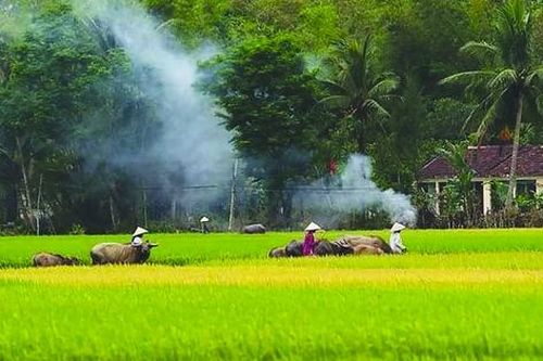 Bâng khuâng khói bếp chiều quê