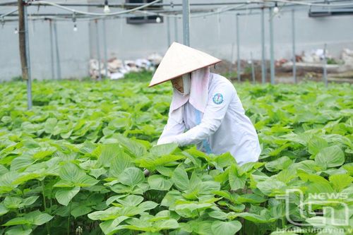 TP. Phổ Yên: Xây dựng 11 mô hình nông nghiệp gắn với chuyển đổi số