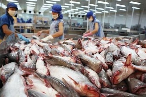 Doanh thu nửa đầu năm 2024 Vĩnh Hoàn (VHC) đạt hơn 6.000 tỷ đồng