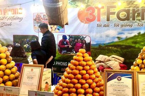 Các hợp tác xã giữ vai trò chủ đạo trong mối liên kết giữa hộ nông dân và doanh nghiệp