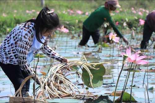 Ngó sen là bộ phận nào của cây sen?