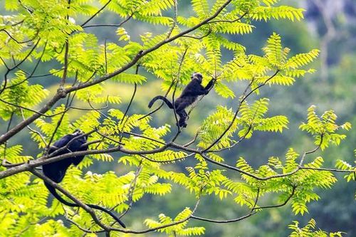 Hình ảnh loài linh trưởng quý hiếm nằm trong sách đỏ thế giới