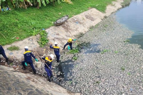 Đà Nẵng: Gần 10 tấn cá chết chưa rõ nguyên nhân