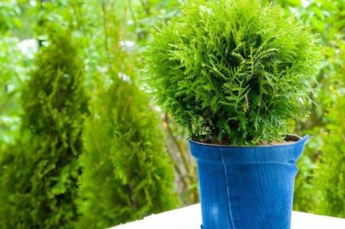 Trồng cây tùng trước nhà có tốt không?