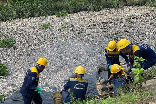 Đà Nẵng: Cá chết hàng loạt tại khu vực hồ điều tiết Hòa Phú 3C và kênh Đa Cô