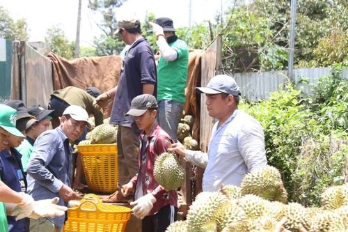 Sản xuất nông nghiệp không theo quy hoạch: Thiệt đơn, thiệt kép - Bài 1: Đổ xô trồng cây 'bạc tỷ'