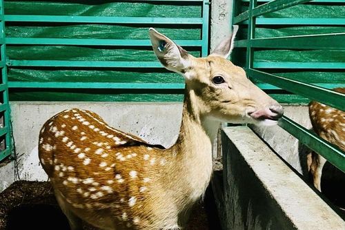 Nhiều hộ dân ở thành phố Hà Tĩnh khấm khá nhờ nuôi hươu sao