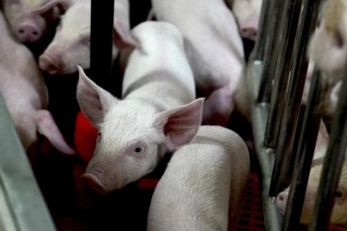 Những chú lợn sạch nhất thế giới, được nuôi để lấy thận và tim cho con người