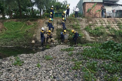 Hình ảnh cá chết nổi trắng hồ ở Đà Nẵng