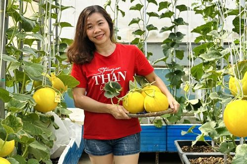 Mẹ đảm Đồng Nai hiếm khi đi chợ nhờ khu vườn 'gì cũng có' trên sân thượng