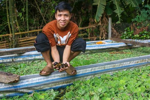 Kỹ sư công nghệ về quê nuôi ốc, thu nhẹ lãi nửa tỷ mỗi năm
