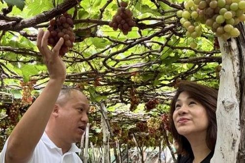 Táo, nho 'tiến sâu' vào Bách Hóa Xanh, mở lối đi mới cho đặc sản Ninh Thuận