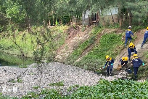 Đà Nẵng: Cá chết hàng loạt, nổi trắng mặt kênh thoát nước ven đường Nguyễn Chơn