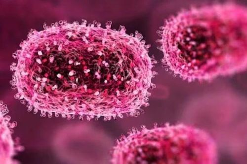 Ấn Độ: Ít nhất 16 người tử vong do nhiễm virus viêm não Chandipura