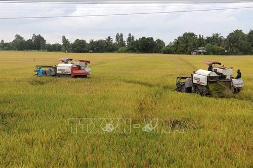 Chủ động thu hoạch lúa Hè Thu để tránh bị thiệt hại do mưa bão
