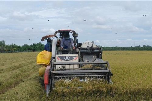 Năng suất và giá bán lúa vụ Hè Thu đều tăng