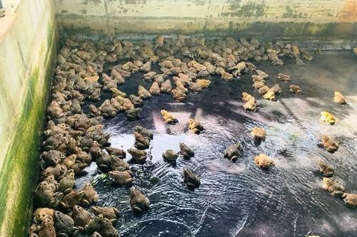 Anh nông dân thu lãi 'khủng' nhờ nắm bí quyết nuôi loài thịt chắc nịch, dân nhậu thích mê