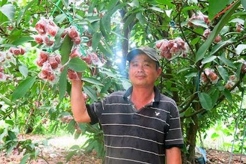 Giá nông sản 22/7: Lúa gạo duy trì ổn định; roi trái vụ được mùa, giá cao