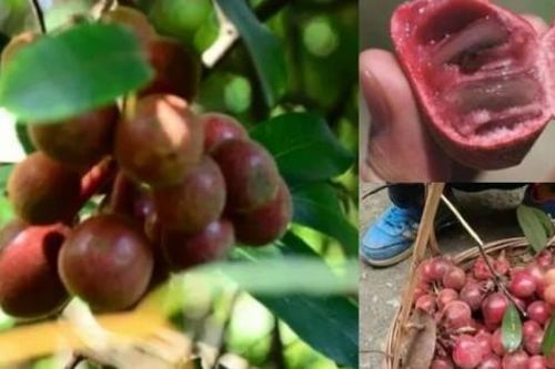 Đặc sản rừng vừa cay vừa ngọt, ở Việt Nam mọc đầy, hơn nửa triệu/kg mà hiếm người biết