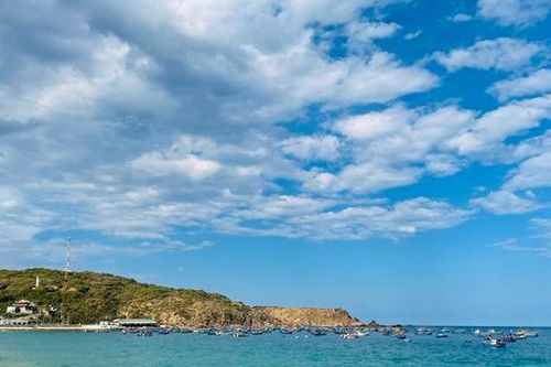 Cá heo xuất hiện ở vùng biển gần bờ tại Bình Định