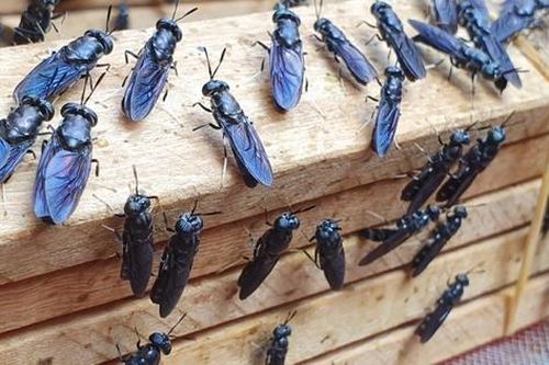 Nuôi con ăn chất thải làm thức ăn chăn nuôi, anh nông dân thu tiền tỷ mỗi năm