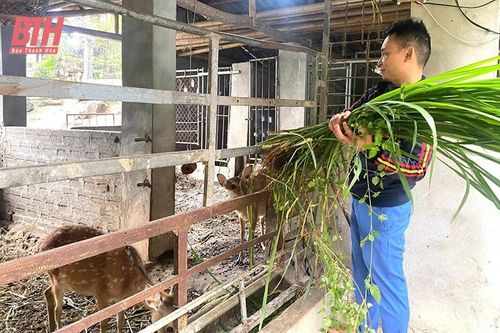 Triển vọng từ mô hình nuôi hươu sao