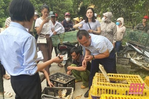 Liên minh HTX tỉnh hỗ trợ con giống và vật tư chăn nuôi gà ri cho người dân xã Xuân Lộc