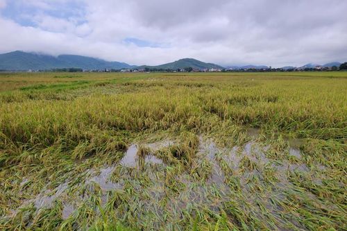 Chủ động ứng phó với ngập úng do mực nước các con sông lớn tăng trong mùa mưa lũ