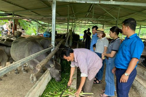 'Chăn nuôi hướng hàng hóa' - Động lực bản nghèo biên giới vươn lên