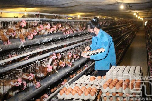 TP. Thái Nguyên: Trên 3.300 hội viên nông dân được vay vốn sản xuất