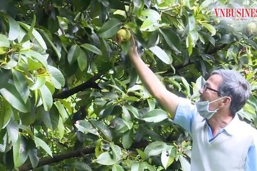'Bỏ túi' tiền tỷ từ các mô hình nông nghiệp sạch trên phố núi Bảo Lộc