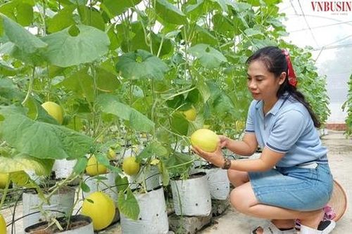 Linh hoạt trong bộ máy điều hành HTX và doanh nghiệp