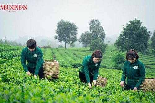Ứng dụng công nghệ cao trong sản xuất, khẳng định thương hiệu chè Nhật Thức