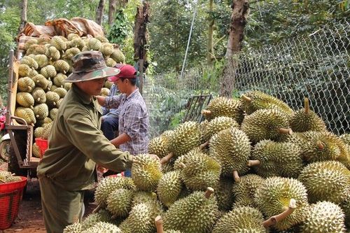 Nông dân 'lên đời' cả nghìn ô tô, mô tô nhờ trúng đậm loại quả 'gây thương nhớ'