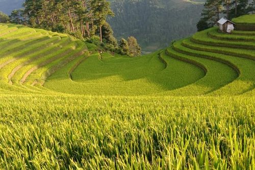 Quy hoạch Mù Cang Chải thành khu du lịch quốc gia và là điểm nhấn của du lịch Yên Bái